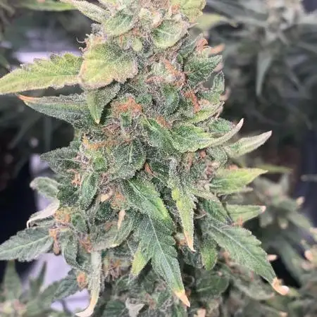 Zkittlez auto run x2