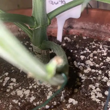 Auto Opium by Divine Seeds