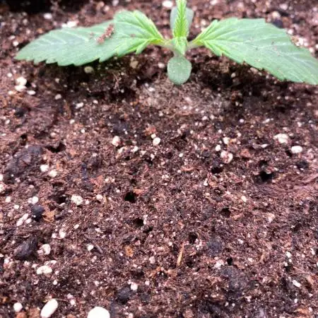 A High-Speed Journey with Divine Seeds