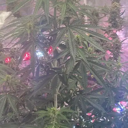 Auto Opium by Divine Seeds