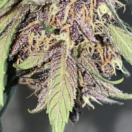 A Blue Dream comes true vol.2