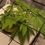 Enemy of the State V1