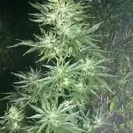 White Widow: Diary of a frosty queen