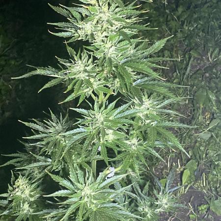 White Widow: Diary of a frosty queen