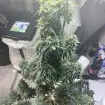 Auto Opium by Divine Seeds