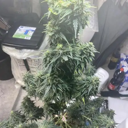 Auto Opium by Divine Seeds