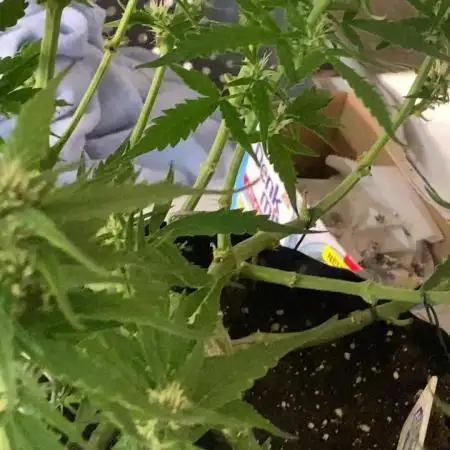 Divine Seeds Test 1