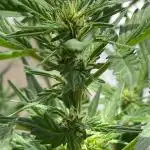 Zkittlez auto run x2