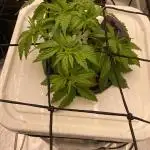 Enemy of the State V3