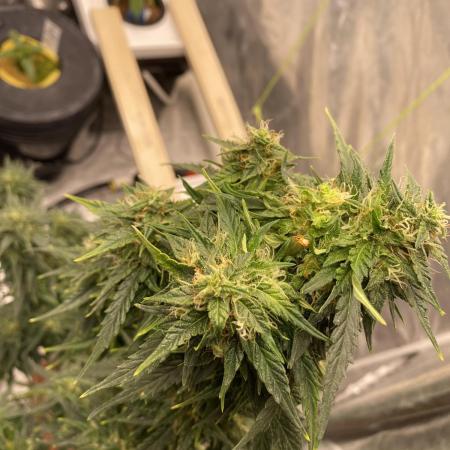 Auto Opium by Divine Seeds