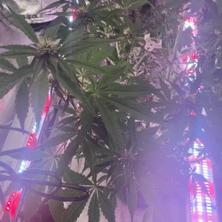 A Blue Dream comes true vol.2