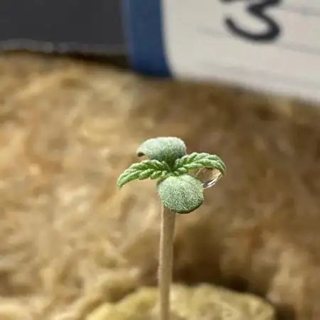Enemy of the State no.1 ( A Co-Op Grow)