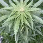 White Widow: Diary of a frosty queen
