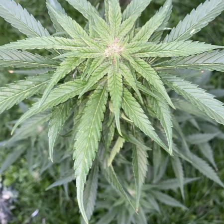 White Widow: Diary of a frosty queen