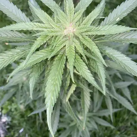 White Widow: Diary of a frosty queen
