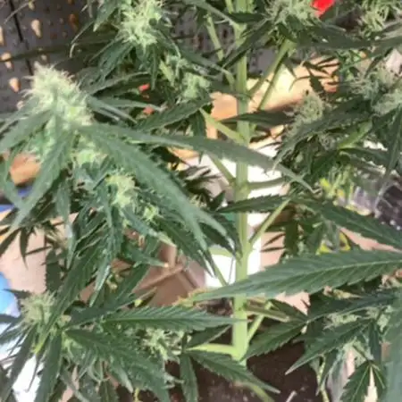 A High-Speed Journey with Divine Seeds