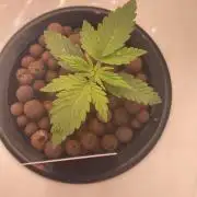 The Father of God???