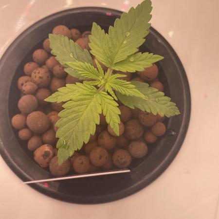 The Father of God???