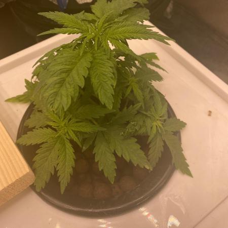 Enemy of the State V1