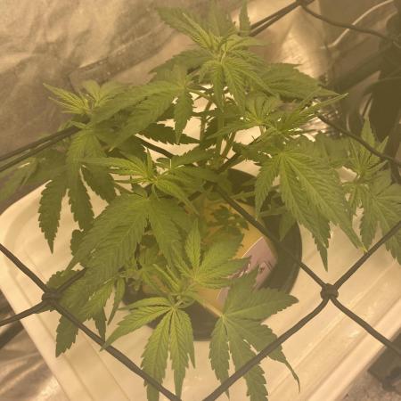 Enemy of the State V1