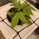 Something very NEW from TH is here^^