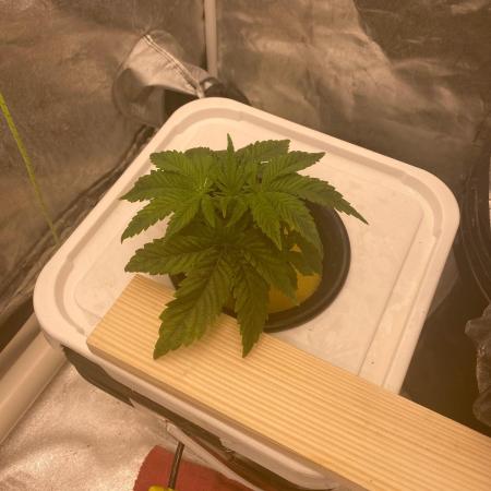 Enemy of the State V3