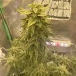 Pablo goes to Meddelin