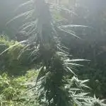 Auto Opium by Divine Seeds