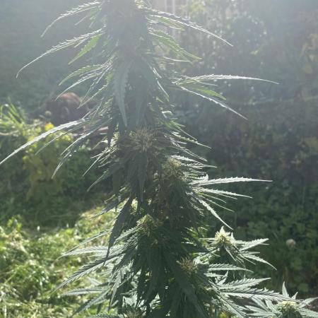 Auto Opium by Divine Seeds