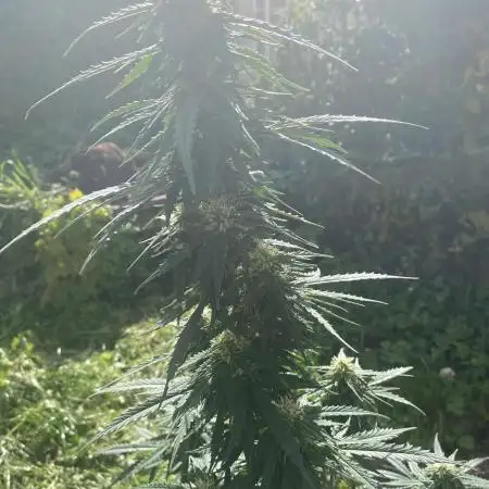 Auto Opium by Divine Seeds