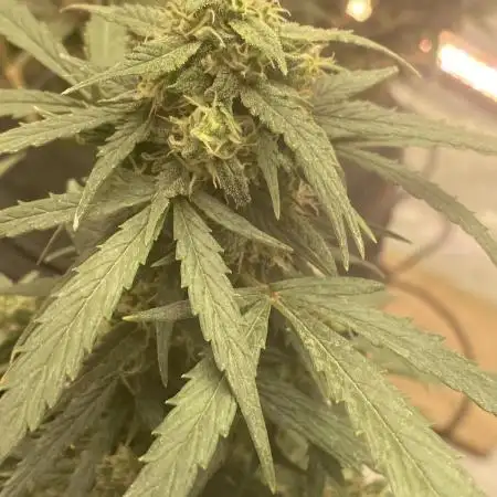 A High-Speed Journey with Divine Seeds
