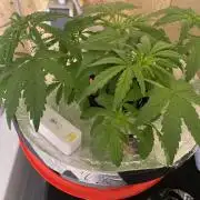 French Macaron someone?