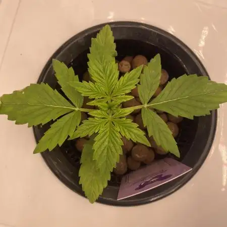 Something very NEW from TH is here^^