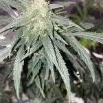 A High-Speed Journey with Divine Seeds