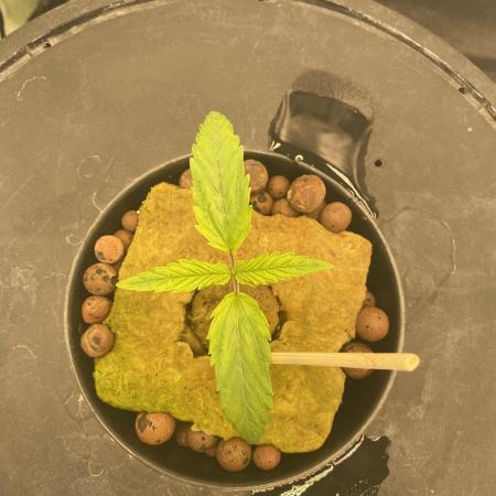 Dosidos at SuperStrains