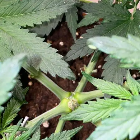 Zkittlez auto run x2