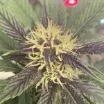 A Blue Dream comes true vol.2