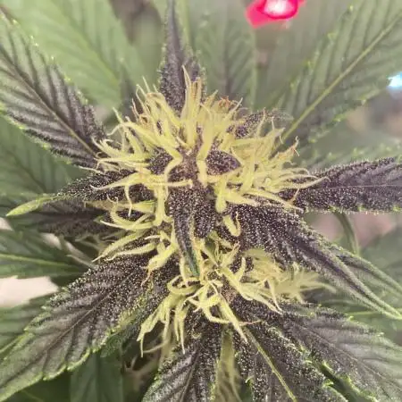 A Blue Dream comes true vol.2
