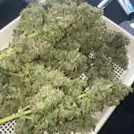 Zkittlez auto run x2