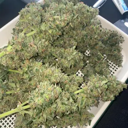 Zkittlez auto run x2