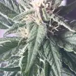 Auto Opium by Divine Seeds