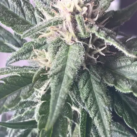 Auto Opium by Divine Seeds