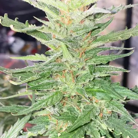 Divine Seeds Test 1