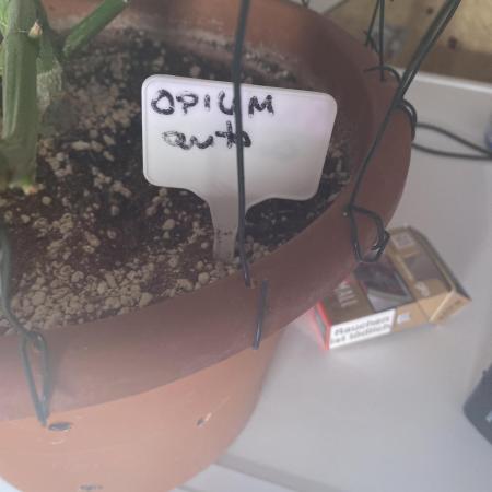 Auto Opium by Divine Seeds