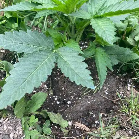 White Widow: Diary of a frosty queen