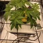 Enemy of the State V1