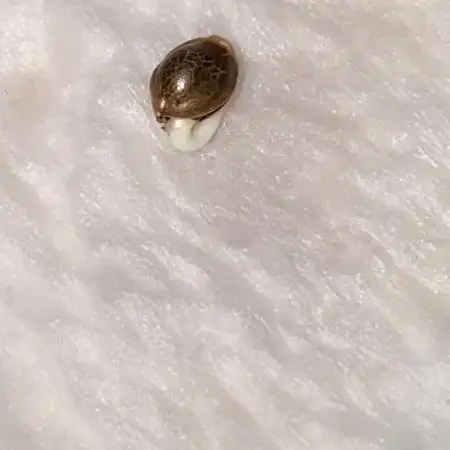 The Sweetest Autoflower Journey Ever!