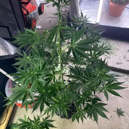 A Blue Dream comes true vol.2