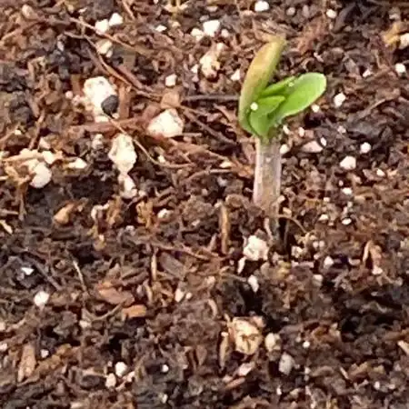 Auto Opium by Divine Seeds
