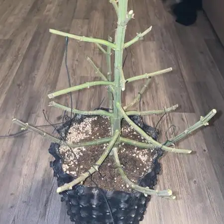 Tical or Zamnesia? Or is it Honey?